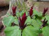 Show product details for Trillium chloropetalum giganteum